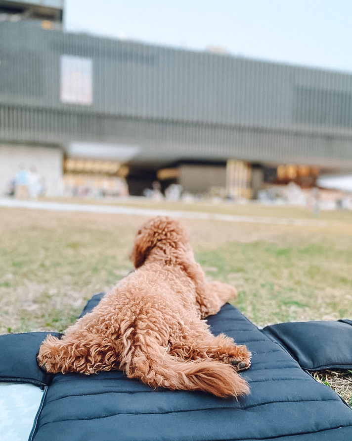 Everywhere Convertible Tote Bag | Dog Carrier | 2 Colors: Sand