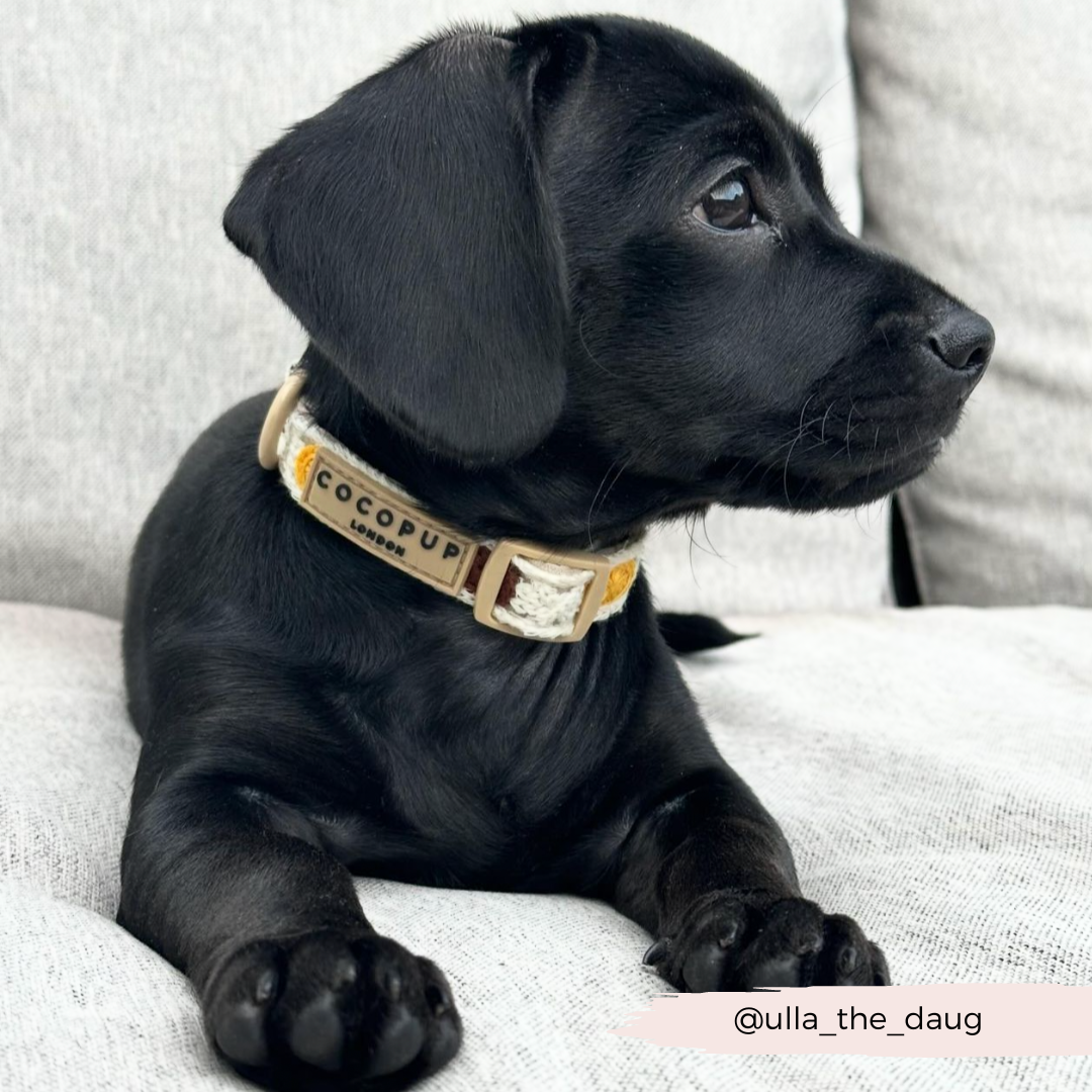 Sunflower Patch Collar: Large