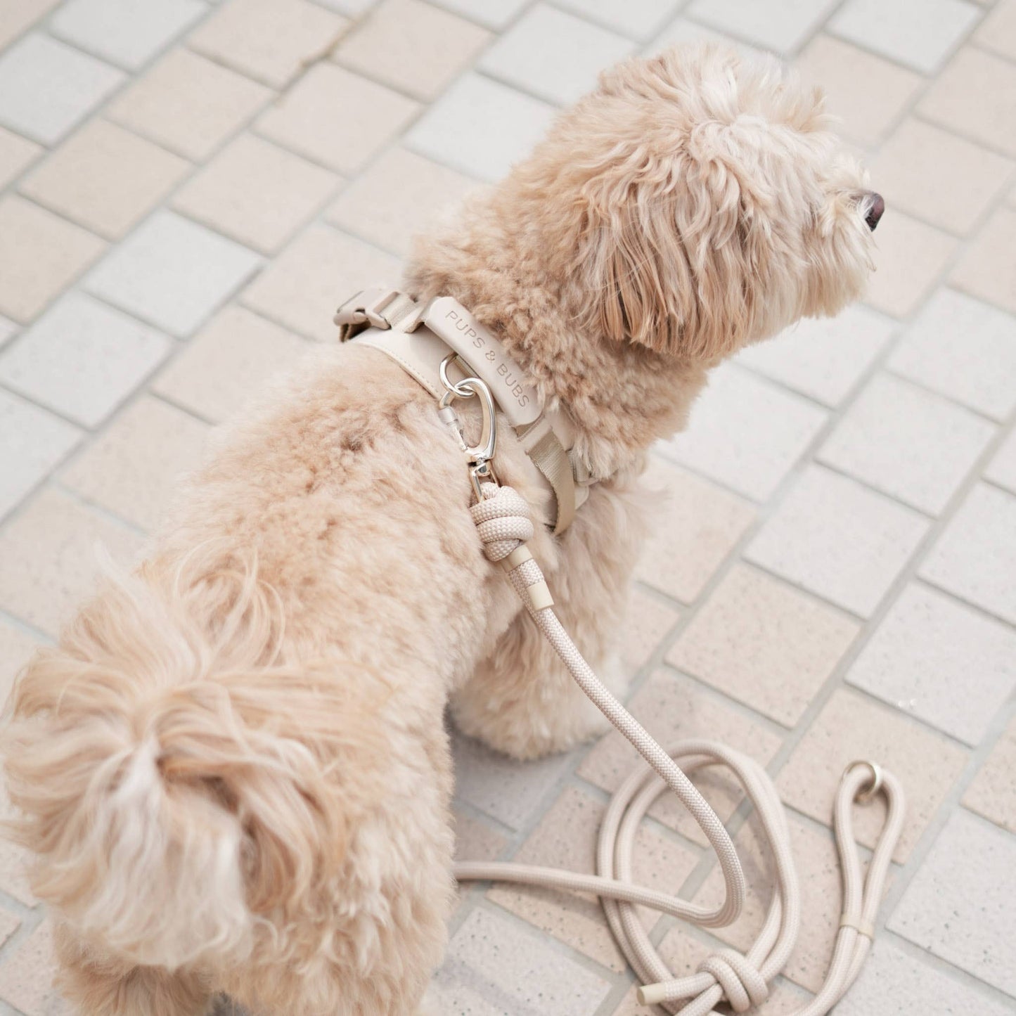 Rover Harness | Ultra Comfort Fabric: Black / S