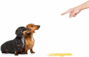 Puff Dog and Cat Dissuader Spray Barrier Function